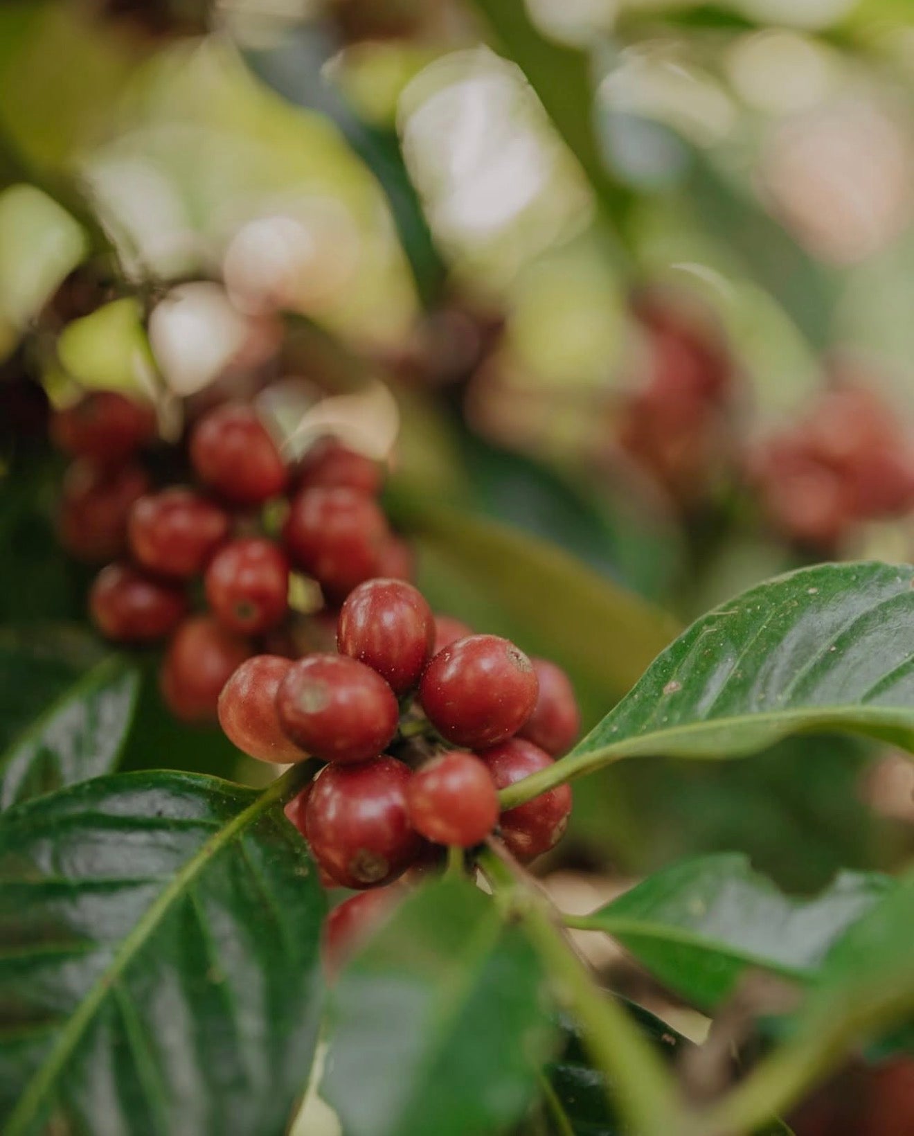 Yellow Bourbon Catuai kaffebønner fra Brasilien natural process | Piccolo Coffee