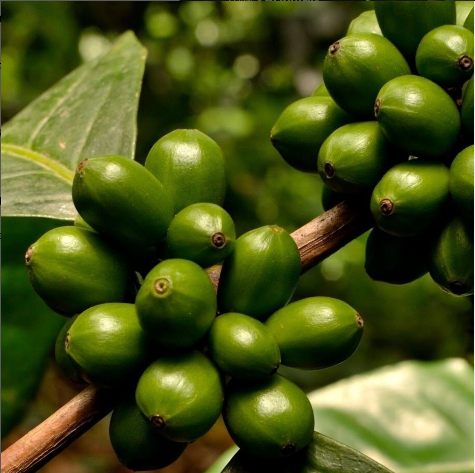 Etiopien Yirgacheffe Worka Wuri 🇪🇹