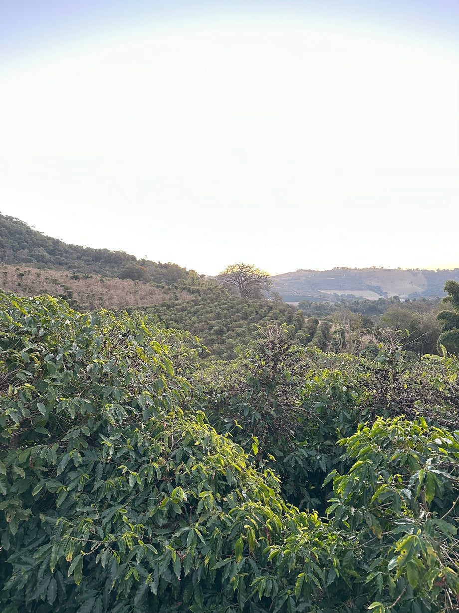 Natural Arara fra Mantiqueira de Minas