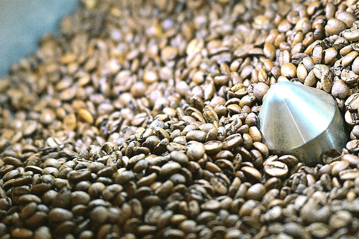 Friskristede kaffebønner hos Piccolo Coffee