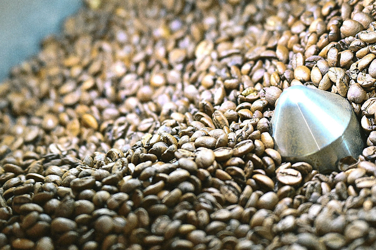 Friskristede kaffebønner i køleskålen på ROEST P3000 hos Piccolo Coffee