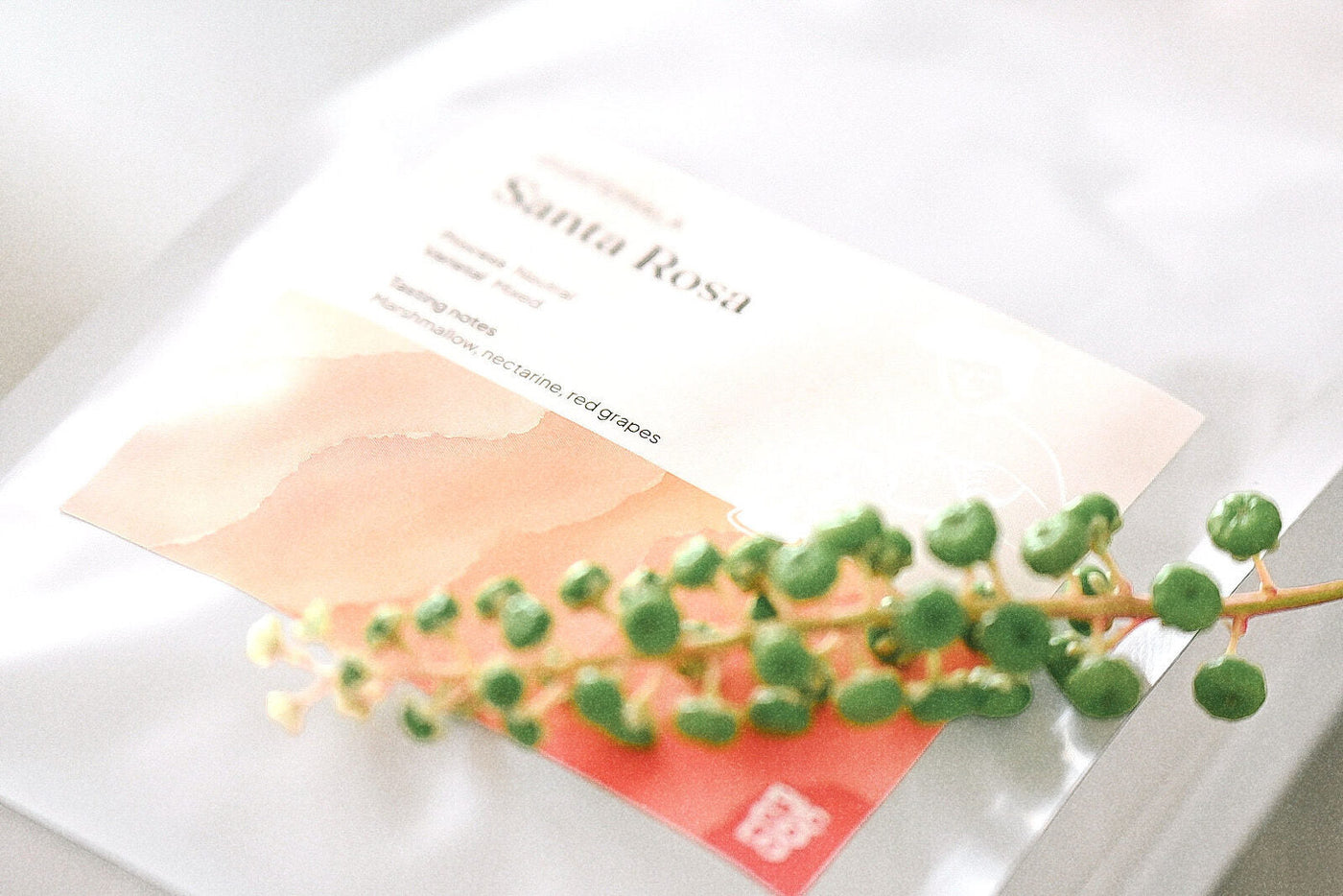 Pose med Santa Rosa kaffe fra Guatemala | Piccolo Coffee