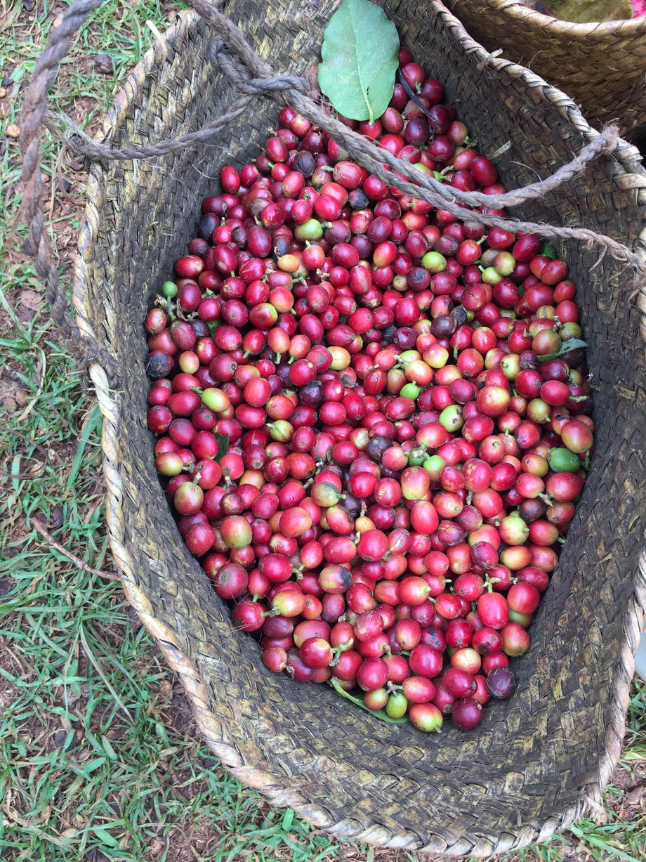 Washed Kenya from Karimikui Factory